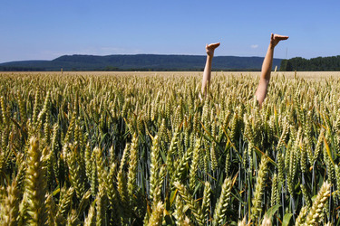 Arme im Getreidefeld