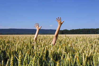 Arme im Getreidefeld