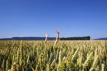 Arme im Getreidefeld