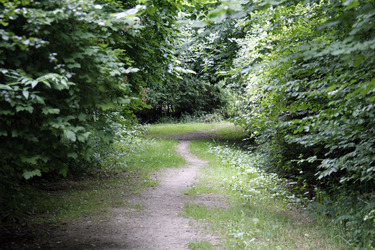 Waldweg