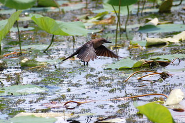 Vogel auf Seepflanze