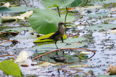 Vogel auf Seepflanze
