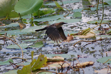Vogel auf Seepflanze