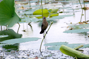 Vogel auf Seepflanze