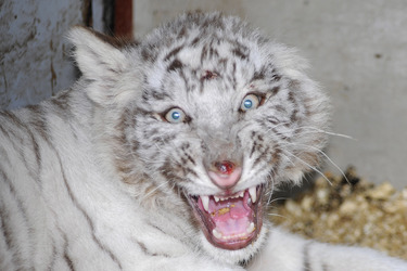 Weißer Tiger