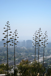 Blick vom Getty Center