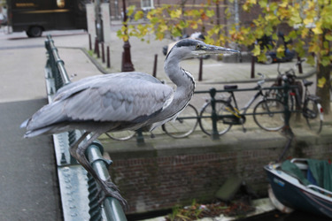 Fischreiher an der Egelantiersgracht