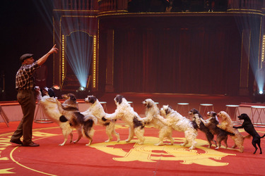 Wolfgang Lauenburger mit seiner Hundedressur