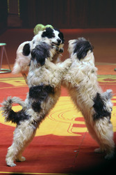 Wolfgang Lauenburger mit seiner Hundedressur