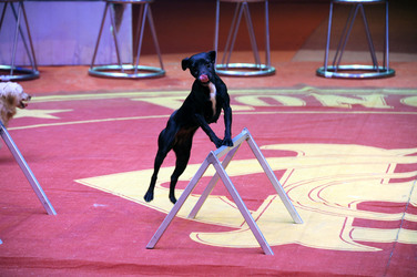 Wolfgang Lauenburger mit seiner Hundedressur