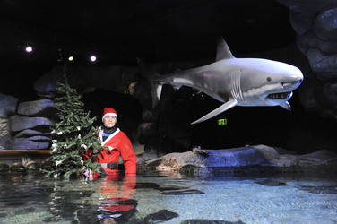 Sealife-Weihnacht