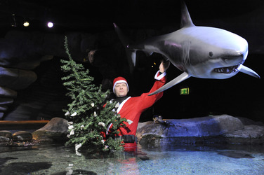 Sealife-Weihnacht