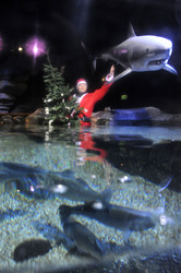Sealife-Weihnacht