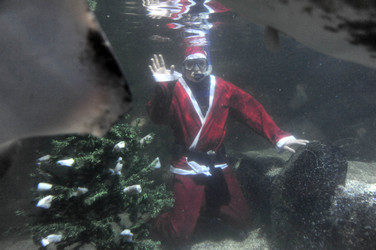 Sealife-Weihnacht