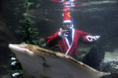 Sealife-Weihnacht