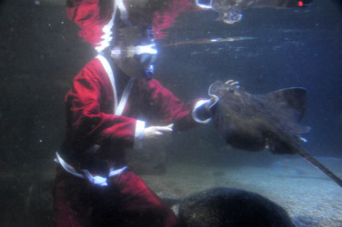 Sealife-Weihnacht