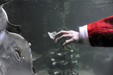 Sealife-Weihnacht