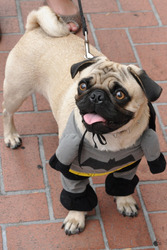 Comic-Con Besucher - Bat-Mops