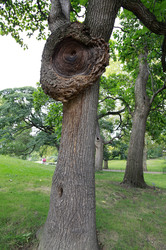Baum im Central Park