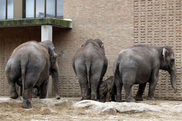 Elefanten-Weihnachtsbaumfütterung