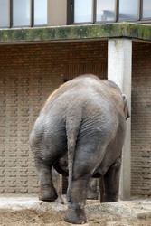 Elefanten-Weihnachtsbaumfütterung