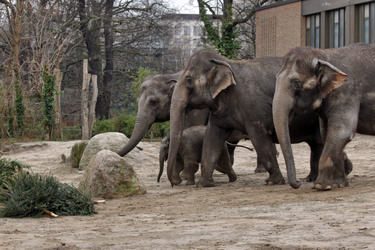 Elefanten-Weihnachtsbaumfütterung