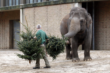 Elefanten-Weihnachtsbaumfütterung