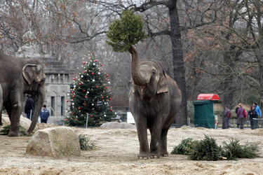 Elefanten-Weihnachtsbaumfütterung