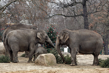 Elefanten-Weihnachtsbaumfütterung