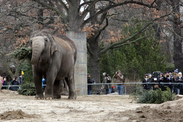 Elefanten-Weihnachtsbaumfütterung