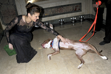 16. ASPCA Bergh Ball, New York