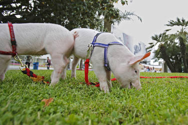 Schweinchen vor dem Palais des Festivals et des Congrès de Cannes