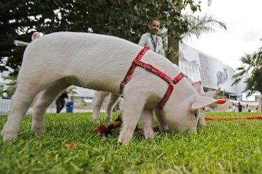 Schweinchen vor dem Palais des Festivals et des Congrès de Cannes