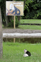 Justin Biebers Affe Mally im Serengeti-Park, Hodenhagen