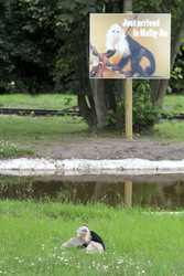 Justin Biebers Affe Mally im Serengeti-Park, Hodenhagen