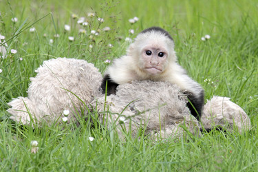 Justin Biebers Affe Mally im Serengeti-Park, Hodenhagen