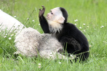 Justin Biebers Affe Mally im Serengeti-Park, Hodenhagen