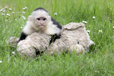 Justin Biebers Affe Mally im Serengeti-Park, Hodenhagen