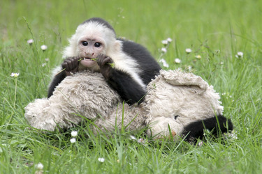 Justin Biebers Affe Mally im Serengeti-Park, Hodenhagen
