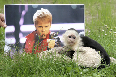 Justin Biebers Affe Mally im Serengeti-Park, Hodenhagen