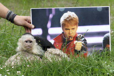 Justin Biebers Affe Mally im Serengeti-Park, Hodenhagen