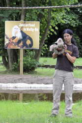 Justin Biebers Affe Mally im Serengeti-Park, Hodenhagen