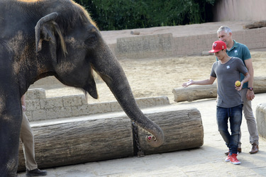 Hannover 96 Spieler im Zoo, Hannover