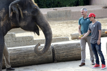 Hannover 96 Spieler im Zoo, Hannover