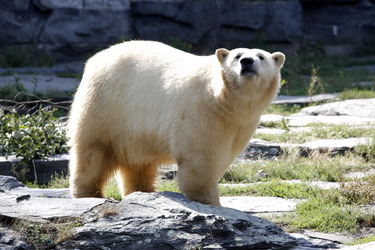 Neuer Eisbär im Tierpark Berlin