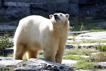 Neuer Eisbär im Tierpark Berlin