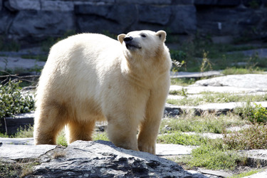 Neuer Eisbär im Tierpark Berlin