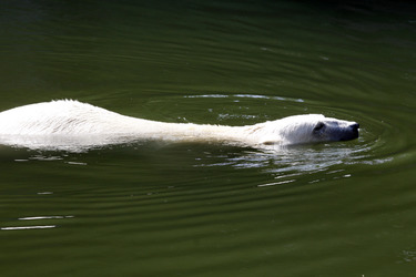 Neuer Eisbär im Tierpark Berlin
