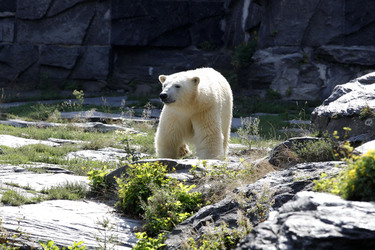 Neuer Eisbär im Tierpark Berlin