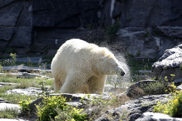 Neuer Eisbär im Tierpark Berlin